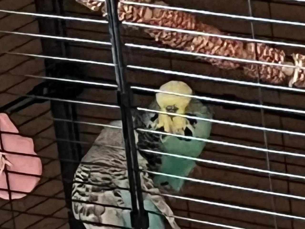 Billede 2 - 14 australske og 6 engelske undulater sælges