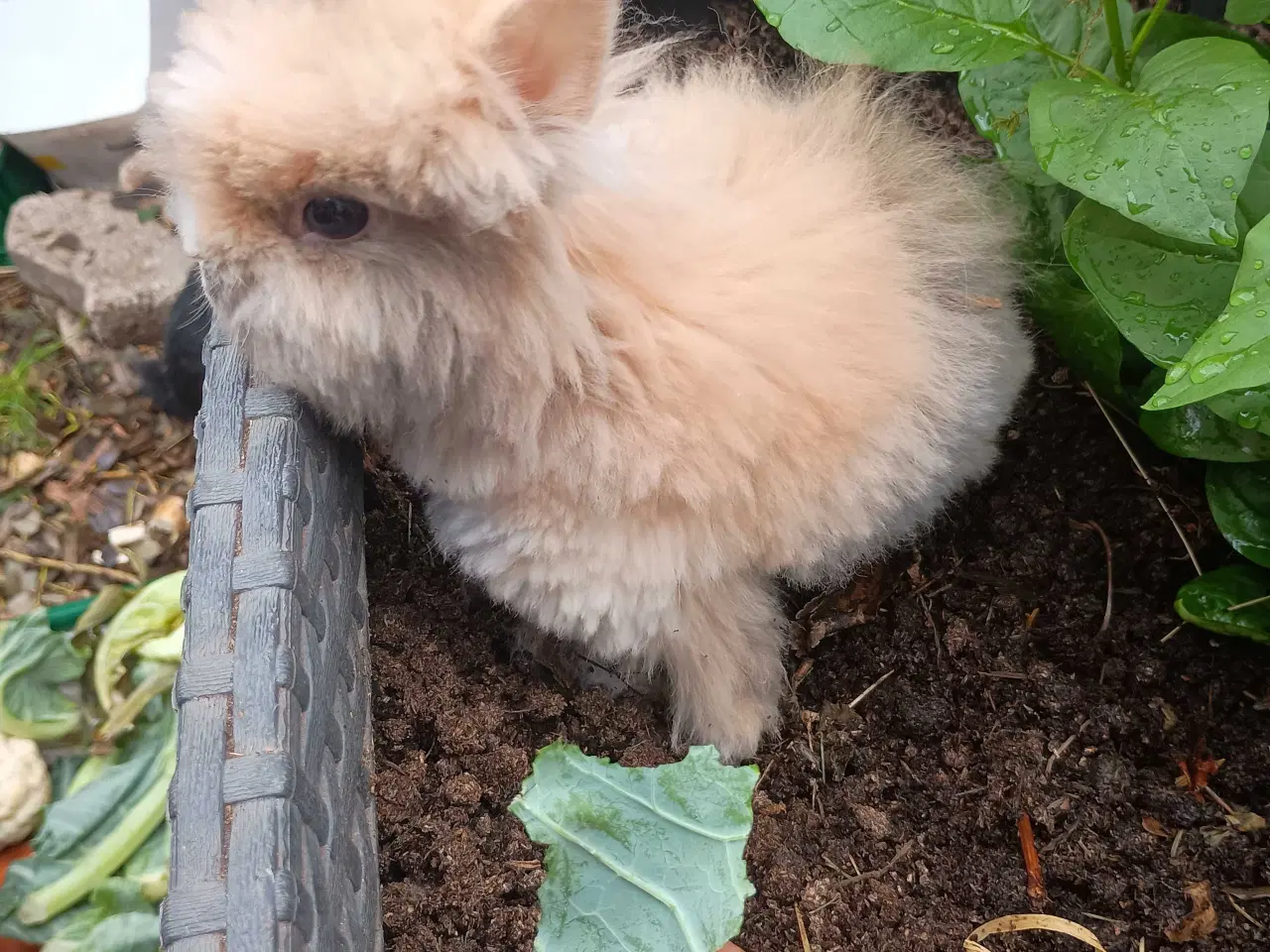 Billede 10 - Ren racet Teddy kanin unge. 