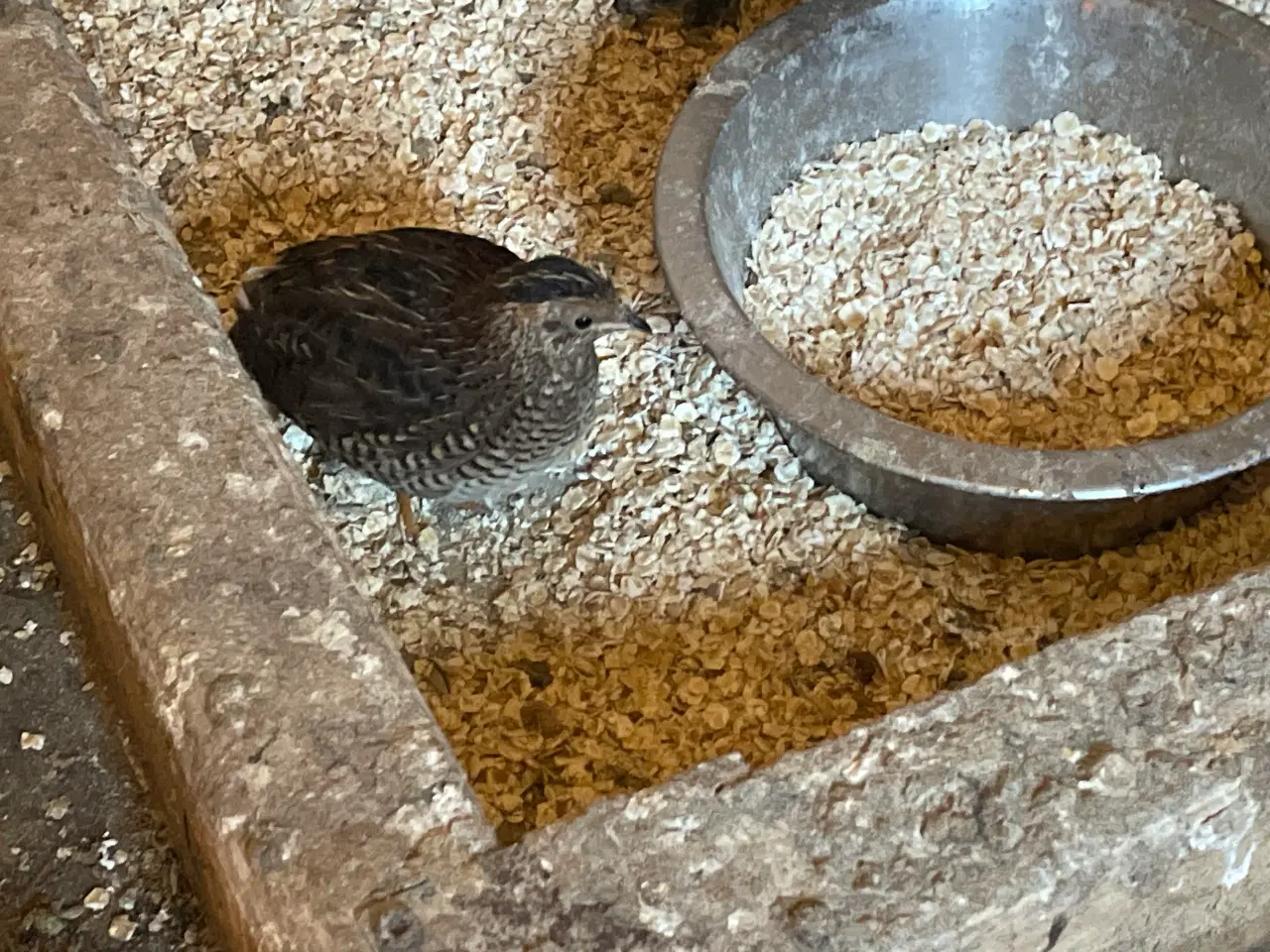 Billede 3 - Dværgvagtler naturfarvede sælges