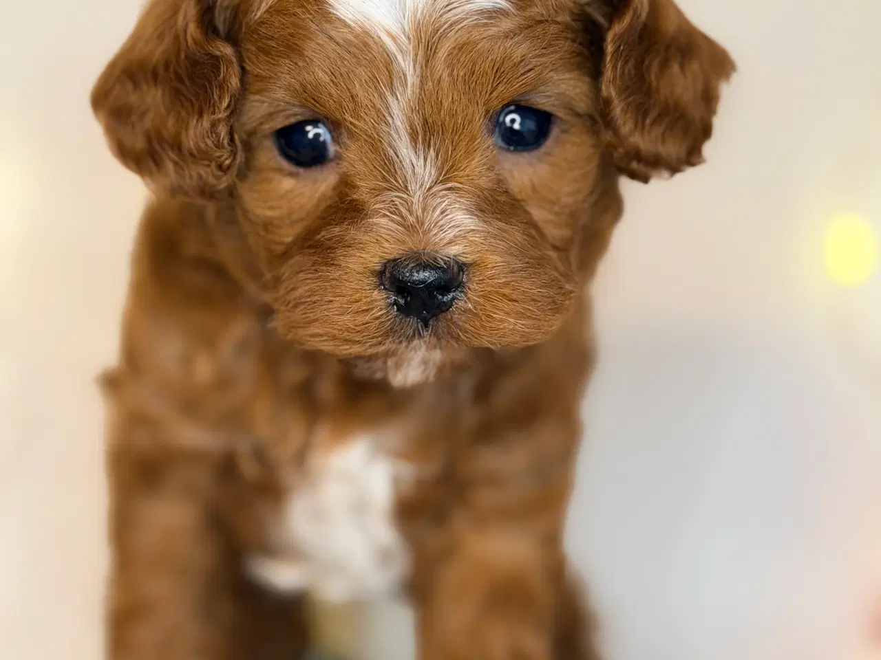 Billede 4 - Cavapoo dreng