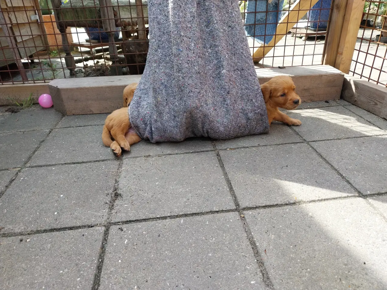Billede 8 - Golden retriver hvalpe familie og jagthunde 