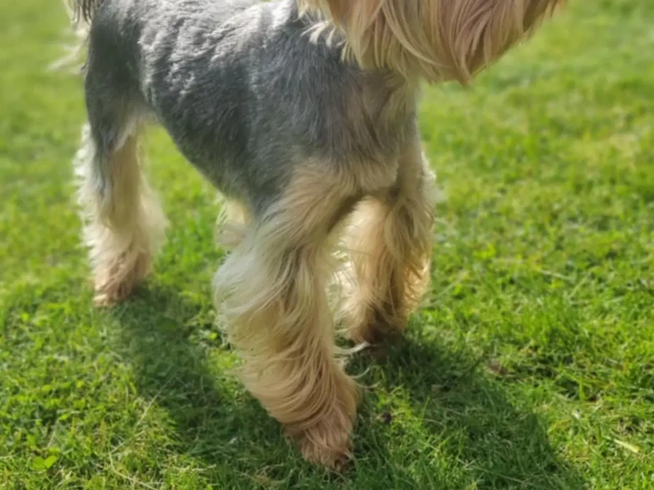 Billede 10 - 4 Yorkshire terrier hvalpe søgør kærlige hjem