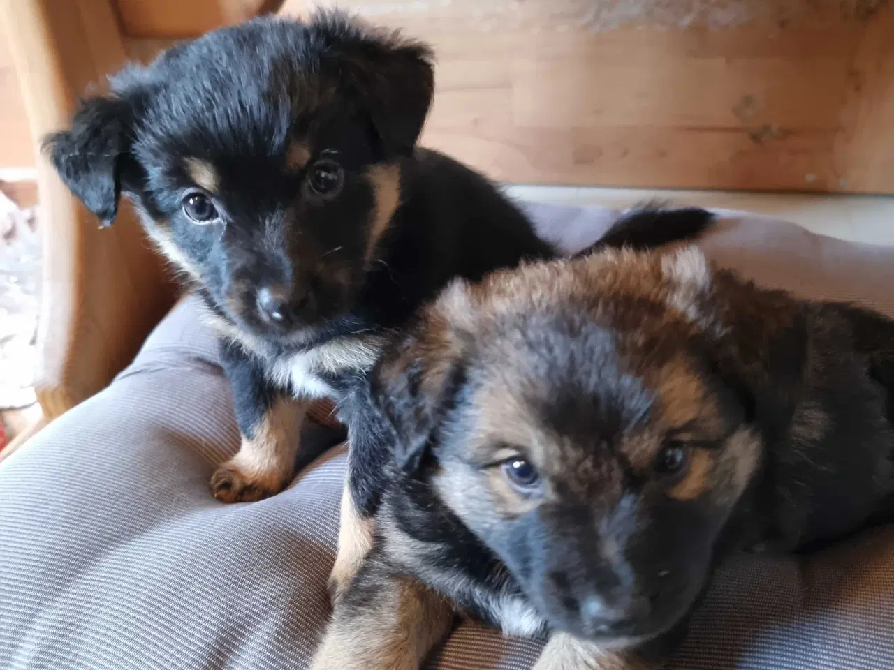 Billede 2 - Islandskfårehund blandings hvalpe 
