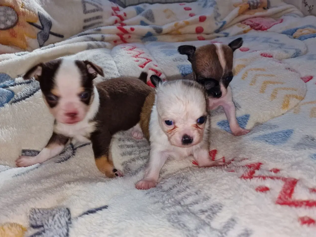 Billede 2 - Chihuahua hvalpen