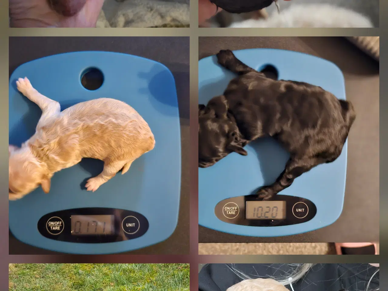 Billede 7 - Dværgpuddel hvalpe - hanner