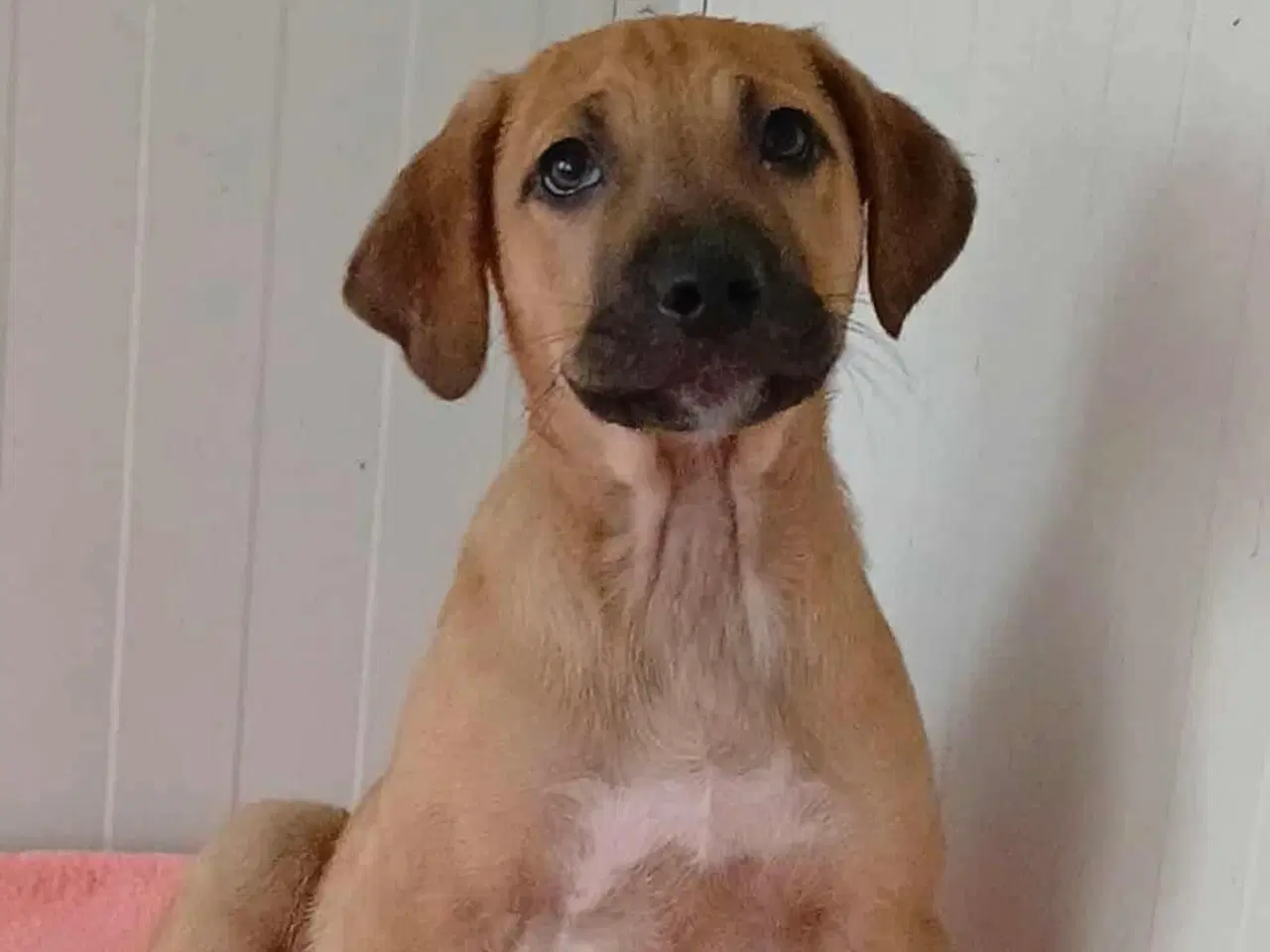 Billede 7 - Sødeste Odin søger familie 