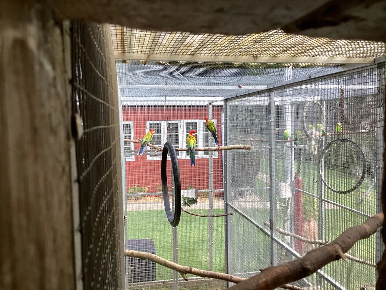 Billede 3 - guldrygget rosella 