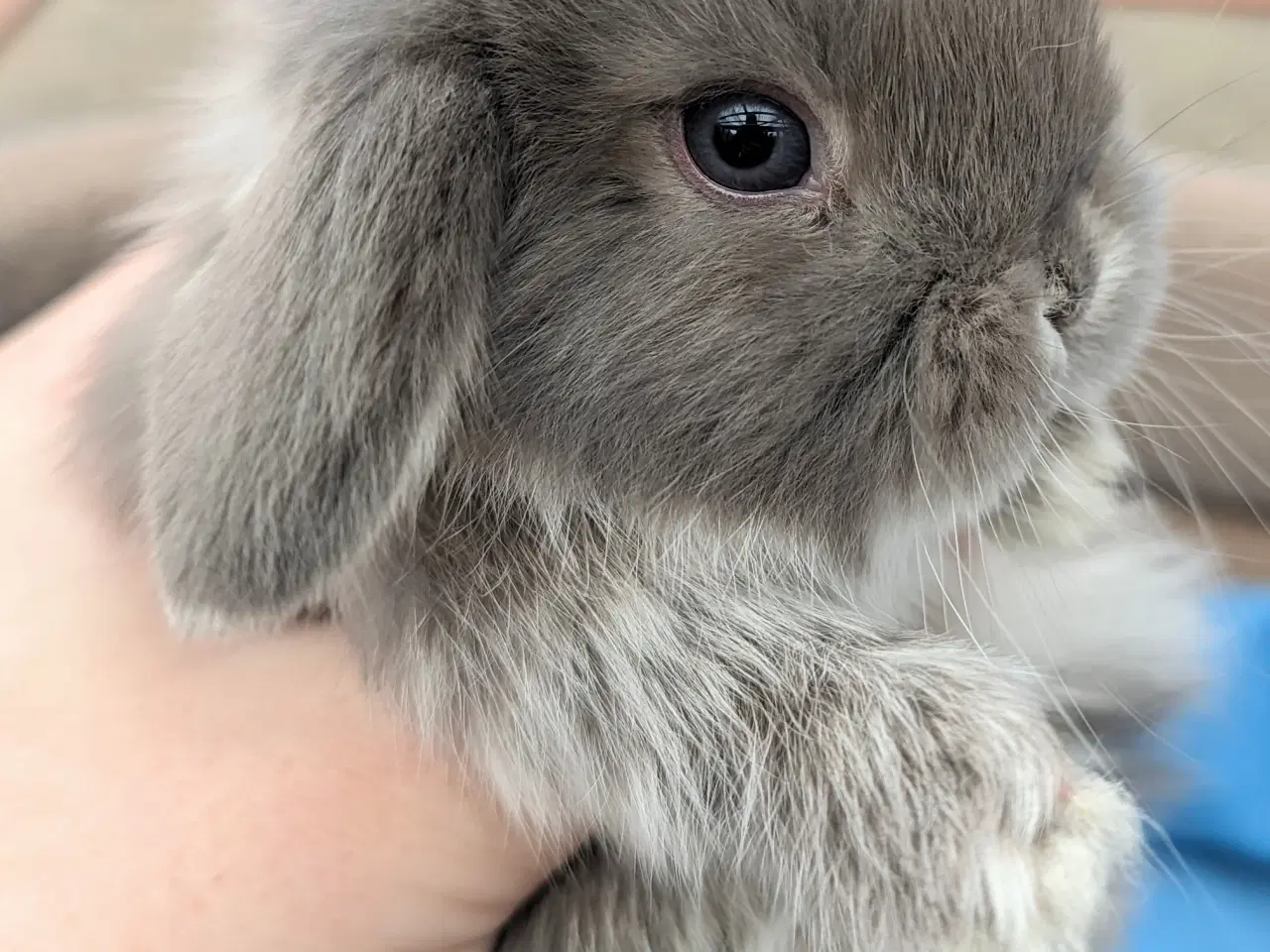 Billede 5 - Minilop kaninunge sælges 