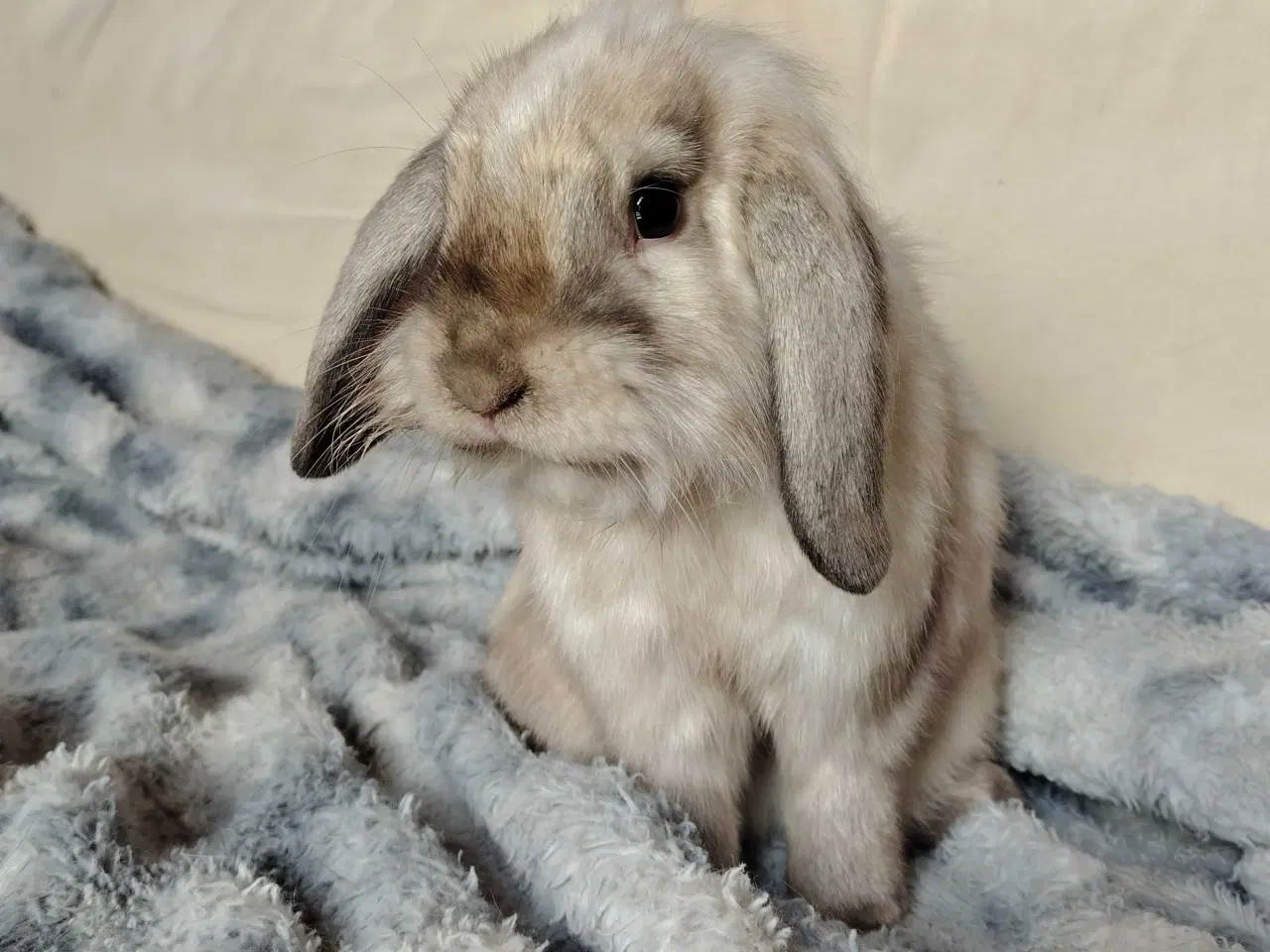 Billede 5 - Kastreret Lion-lop 6 mdr🐰