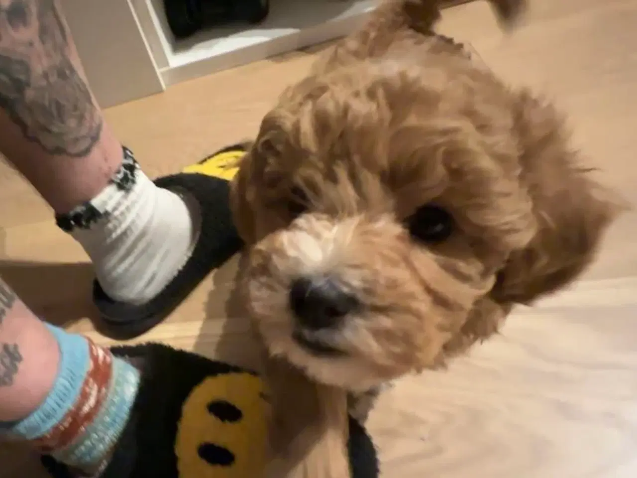 Billede 7 - Bichon Frise / Pood (Bomuldshund) hvalpe - 8uger