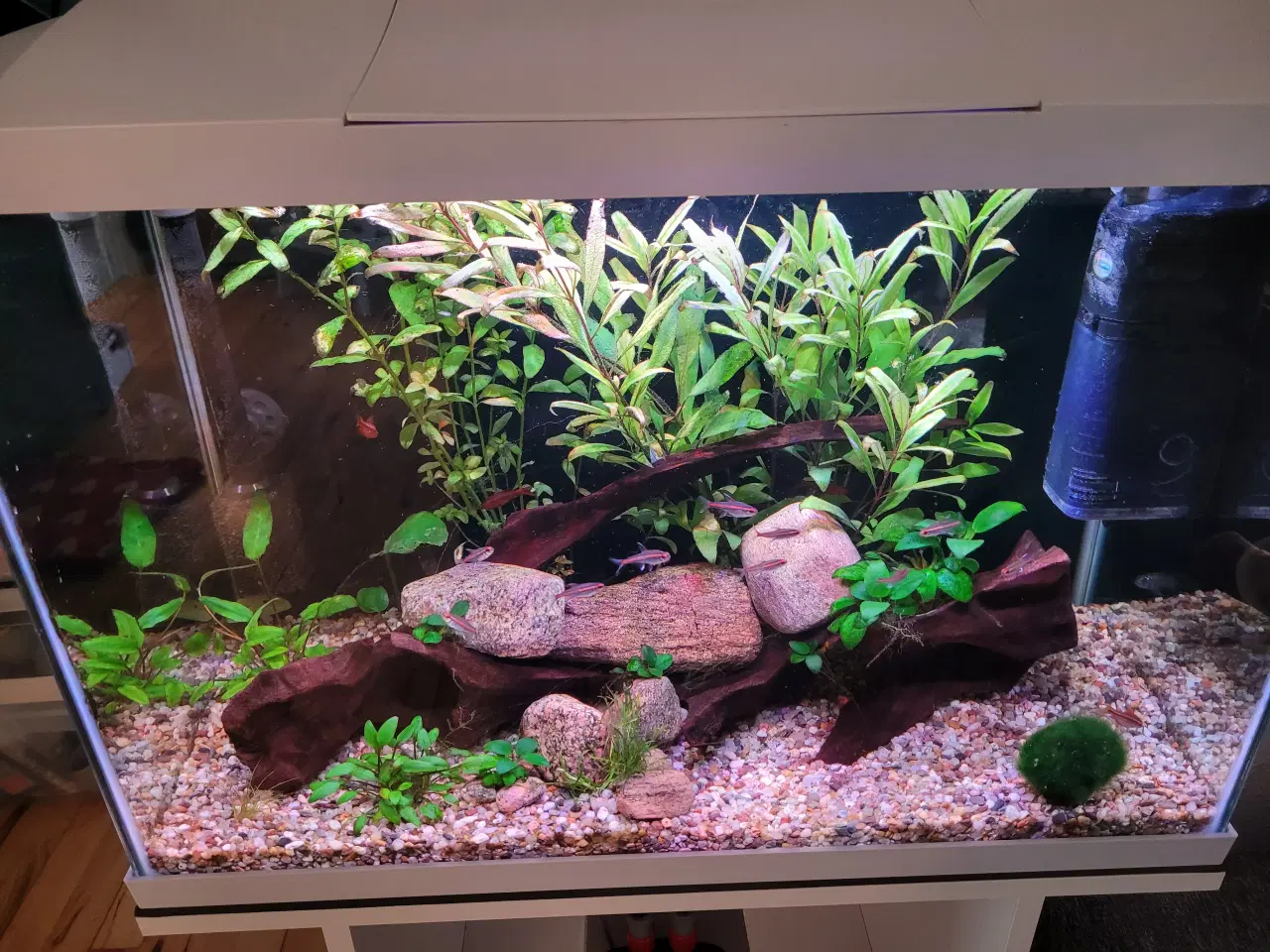 Billede 2 - Akvarium med alt 