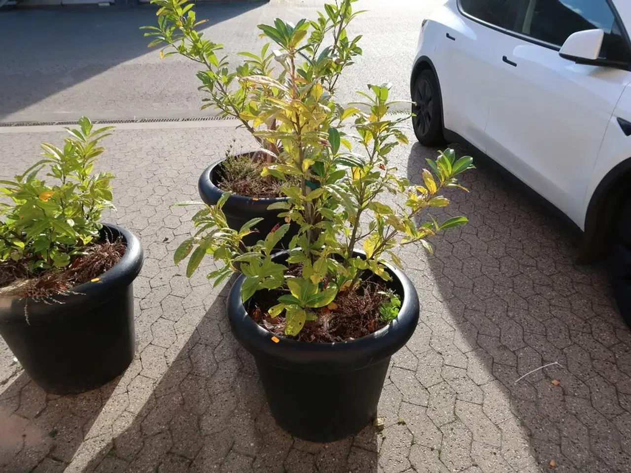 Billede 1 - Plante i krukke