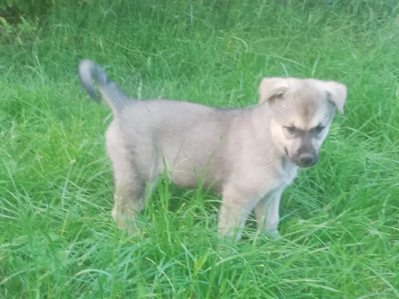 Billede 15 - Husky blandinger 