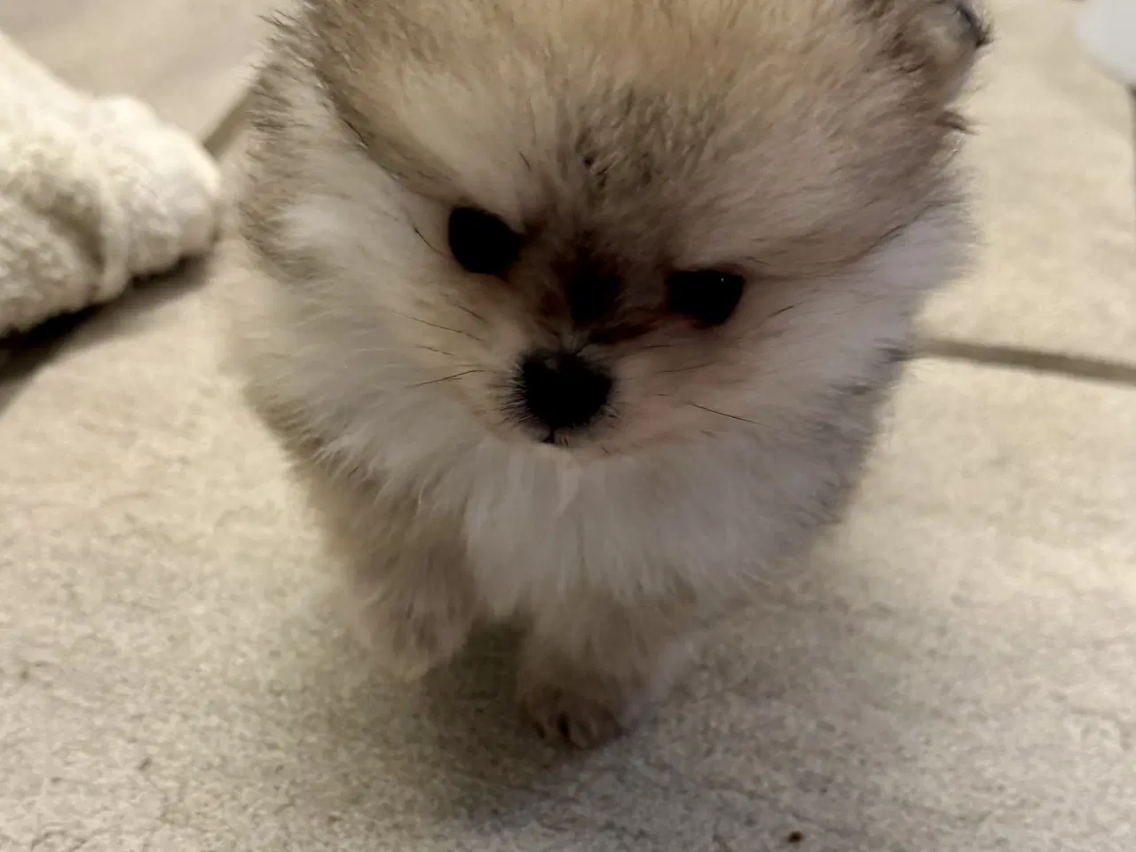 Billede 5 - Mini Pomeranian 