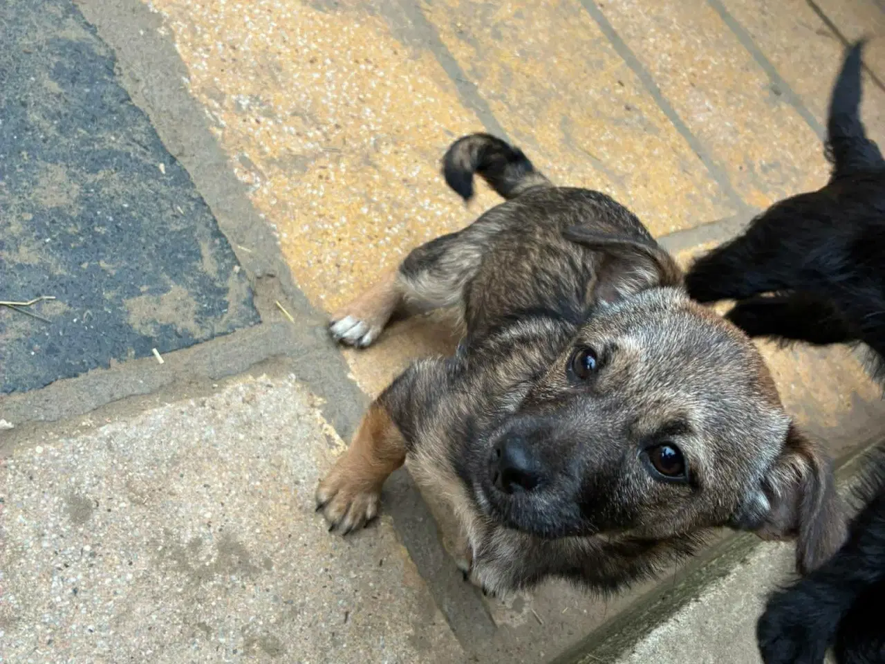 Billede 3 - Hvalpen Bailey søger et godt hjem
