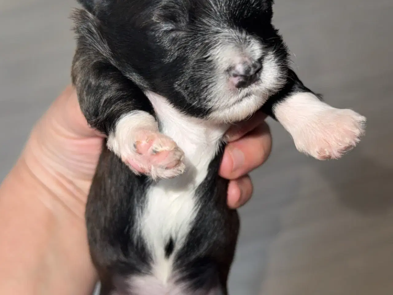 Billede 9 - Dejlige familiehund.