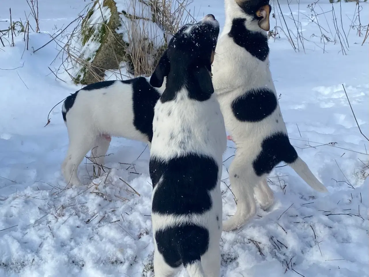 Billede 3 - Dansksvensk gårdhund til salg