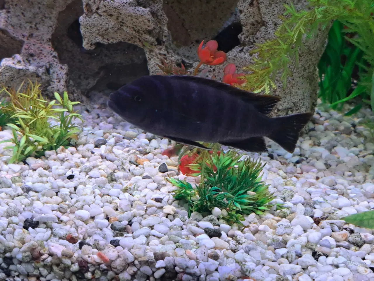Billede 3 - Sort/blå stribet cichilide