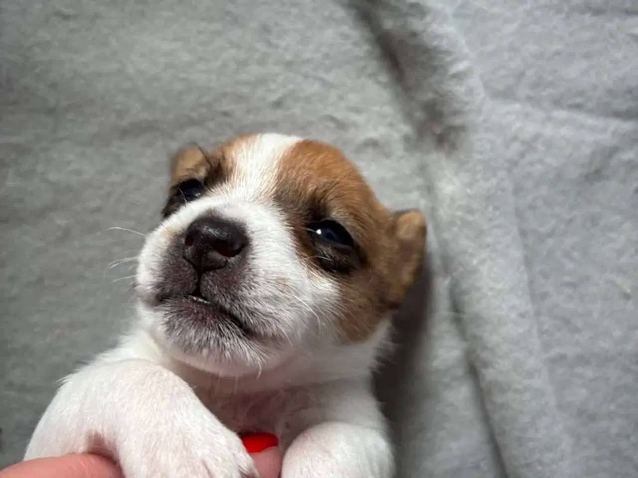 Billede 12 - Jack Russell med sjæl og stil