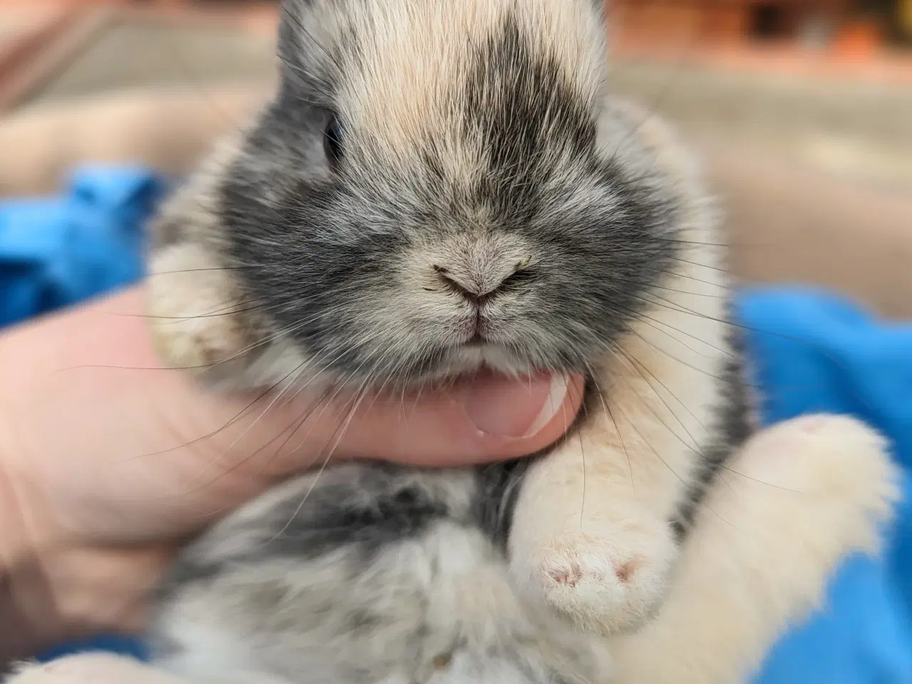 Billede 8 - Hermelin kaninunge sælges