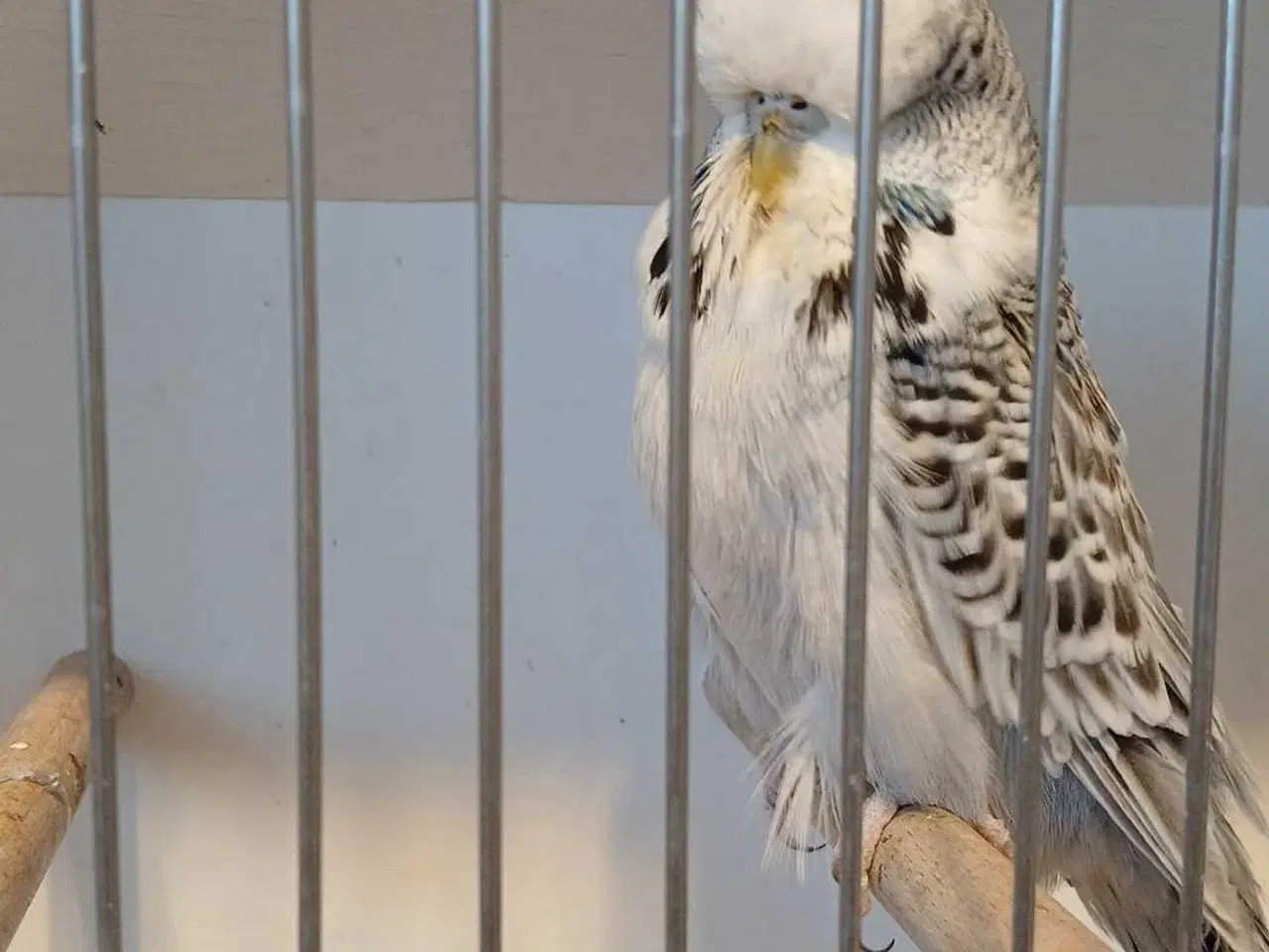 Billede 14 - 1 par Engelske undulater 