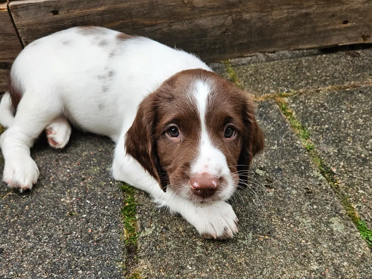 Billede 1 - Springer spaniel hvalpe