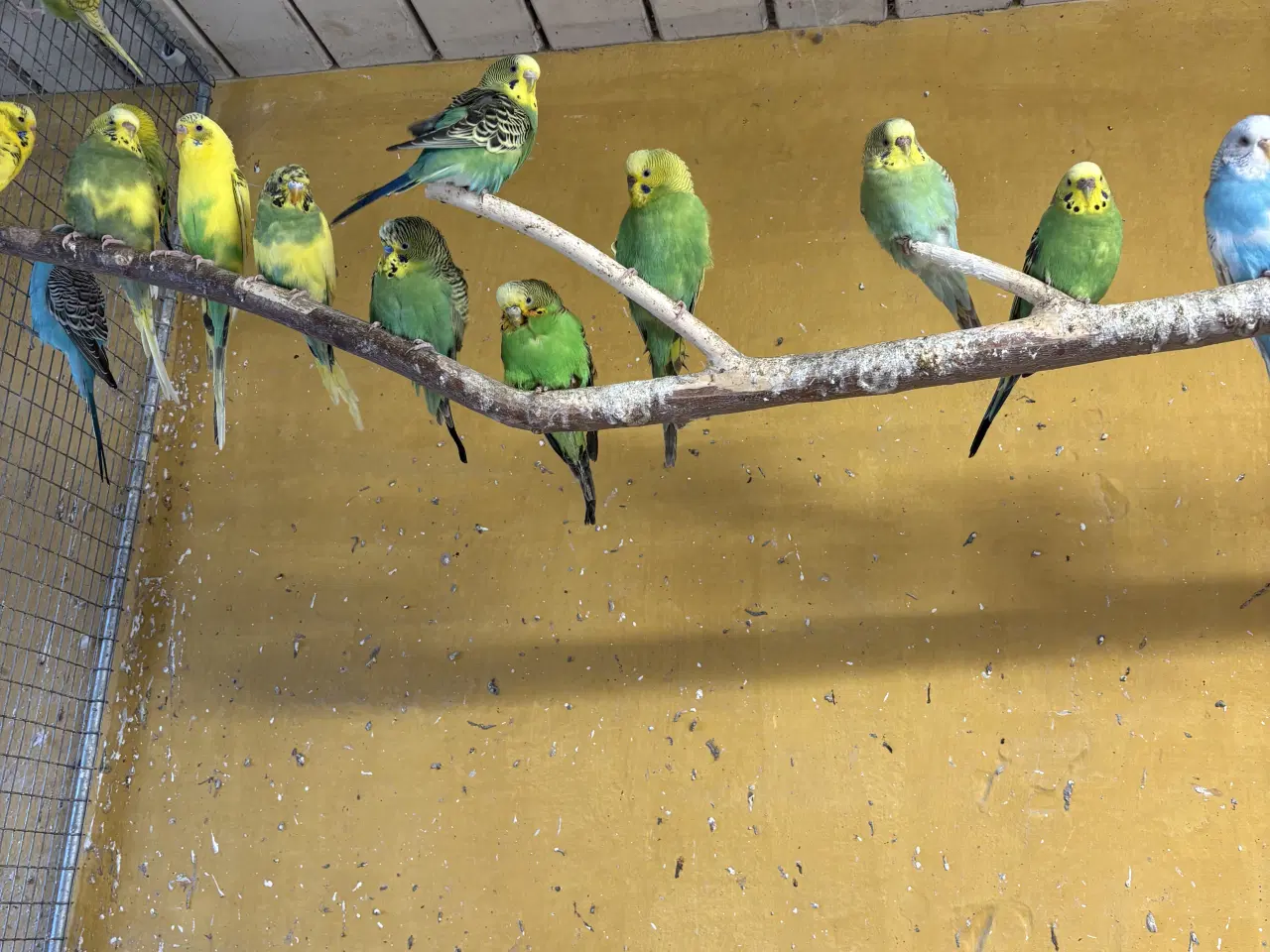 Billede 4 - Undulater i mange flotte farver