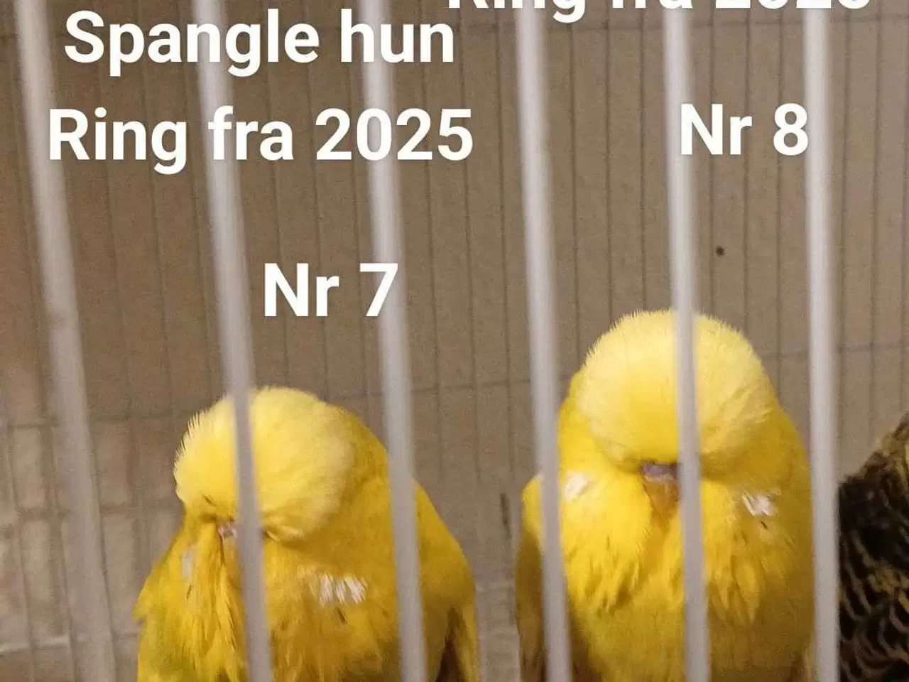 Billede 18 - Engelske undulater 