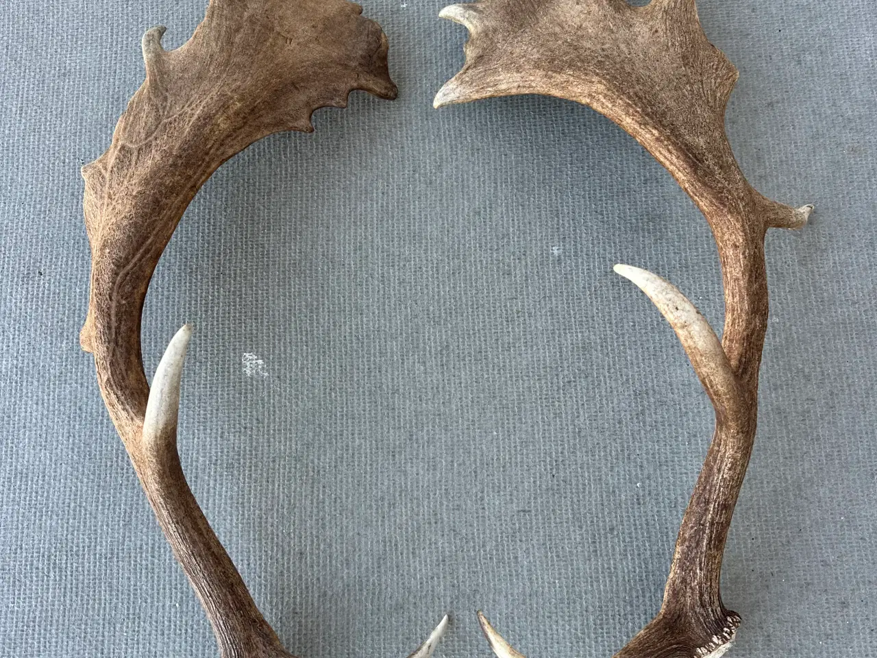 Billede 4 - Store flotte kastestænger fra dåhjorte sælges