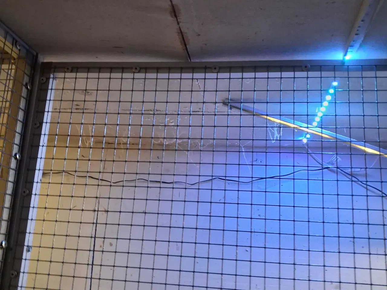 Billede 2 - Rødhovedet dvæg papegøje