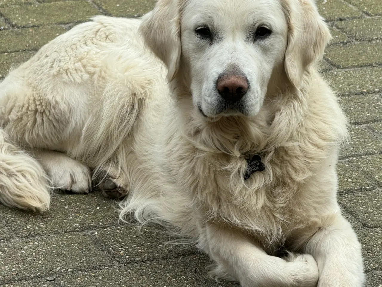 Billede 1 - Golden Retriever han tilbydes til avl 