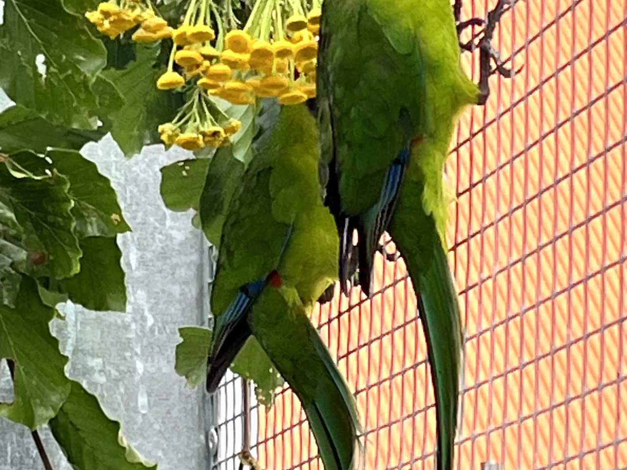 Billede 3 - Gedeparakit