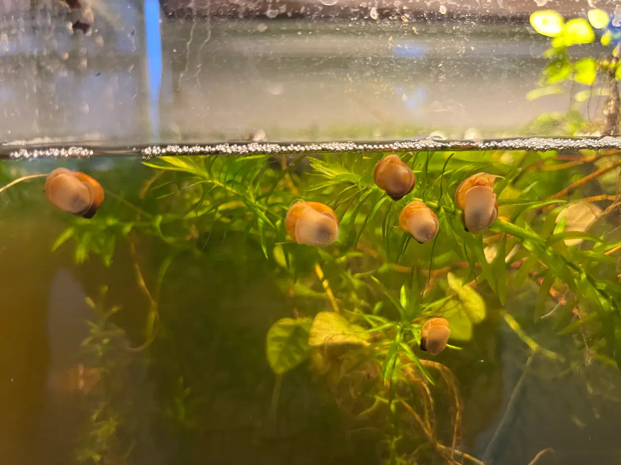 Billede 1 - Gul mysteriesnegl