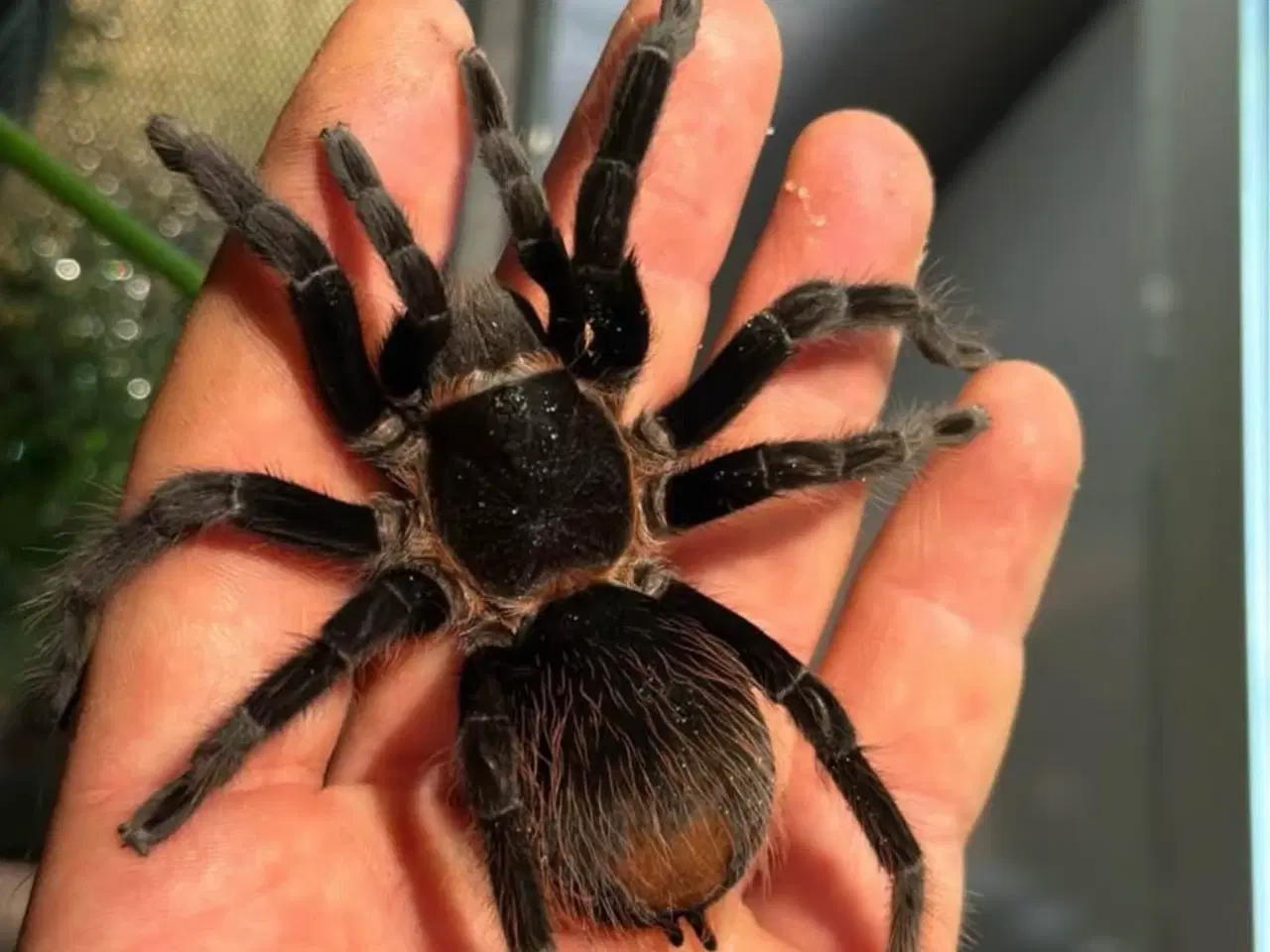 Billede 1 - exo terra + Brachypelma / Lasiodora parahybana