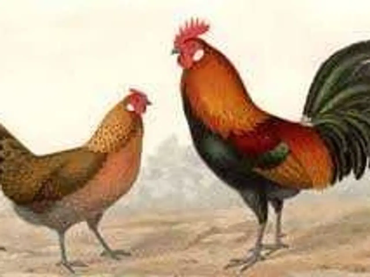 Billede 1 - SØGER RUGEÆG på fyn