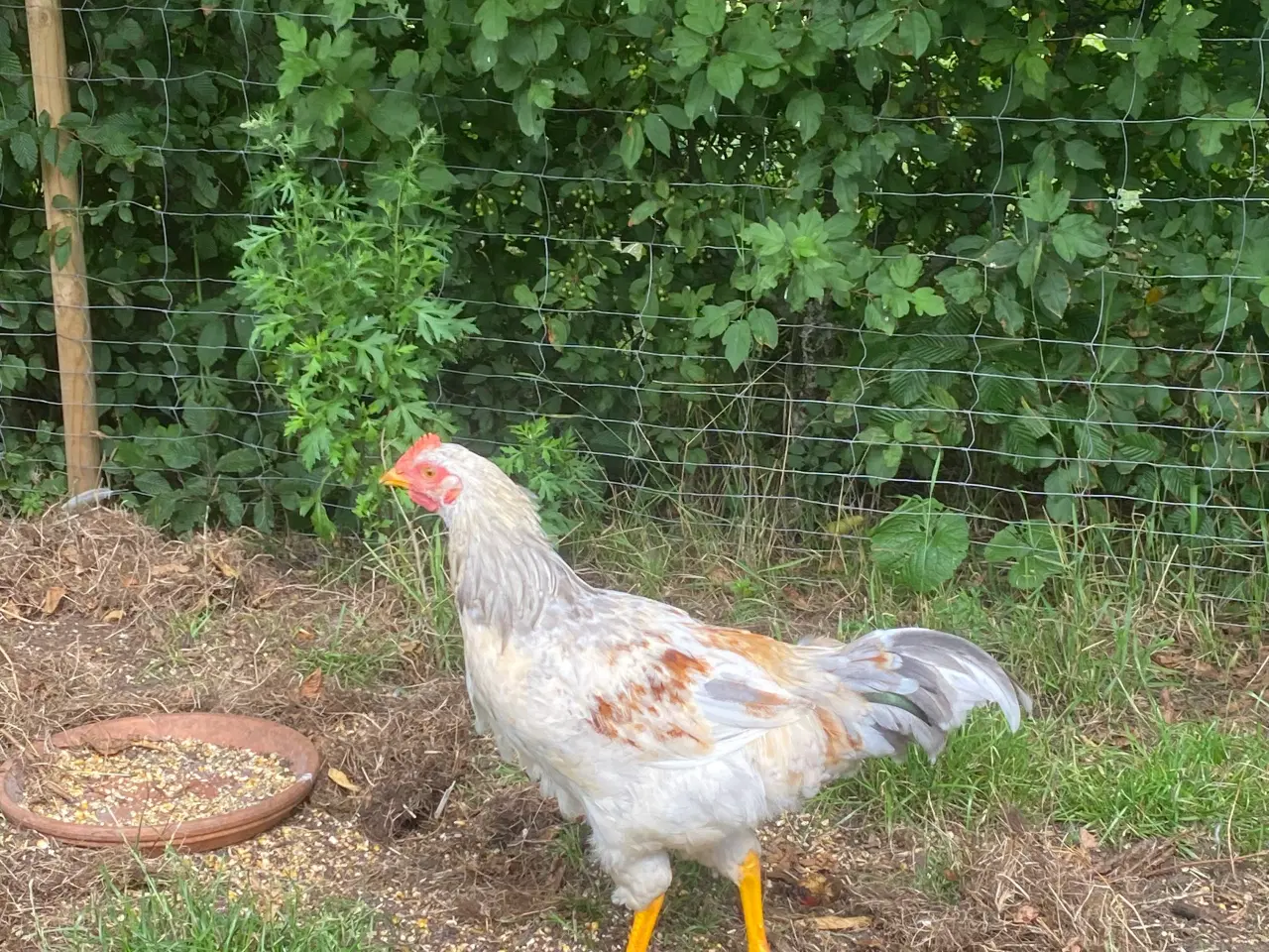Billede 3 - 🐓 Smuk Svensk Blomsterhane søger nyt hjem 🌼 