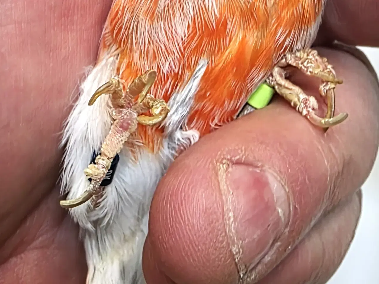 Billede 14 - Race kanarier