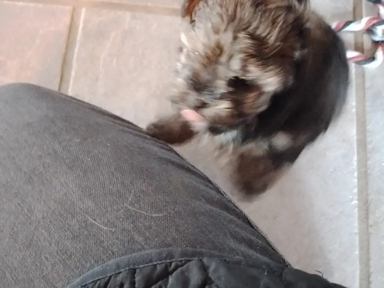 Billede 5 - Allergivenlig hvalp