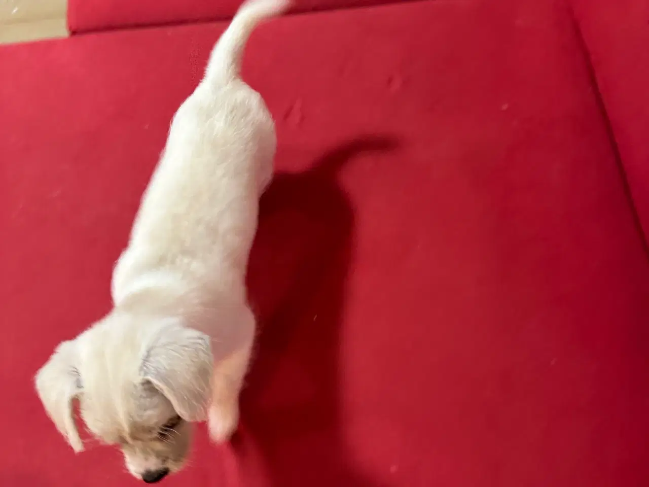 Billede 2 - Hvalp søger ny hjem