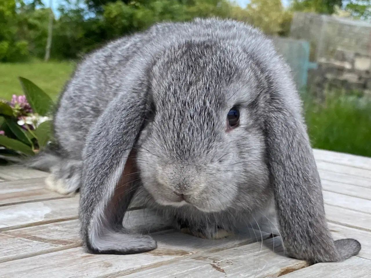 Billede 6 - FRANSK VÆDDER HAN CHINCHILLA