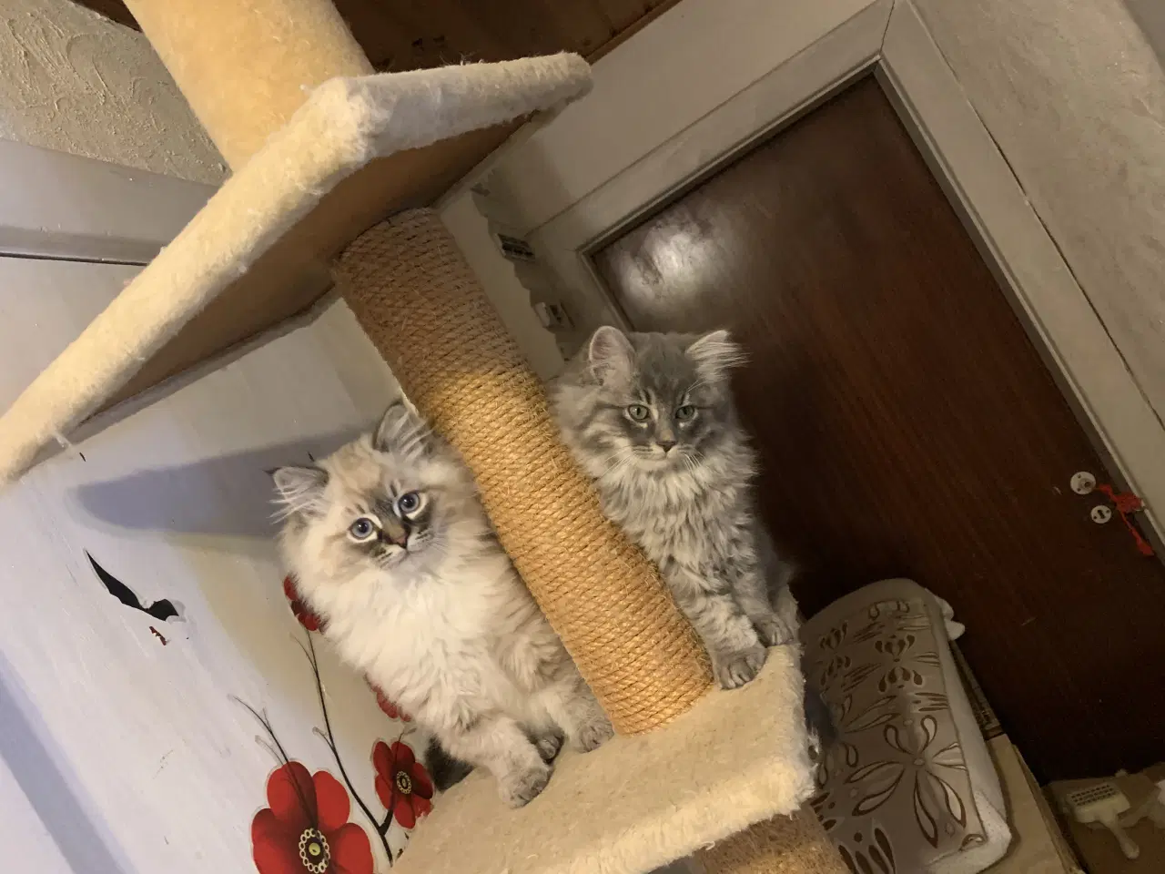 Billede 1 - Ragdoll- Skovkat mor. Far Ragdoll