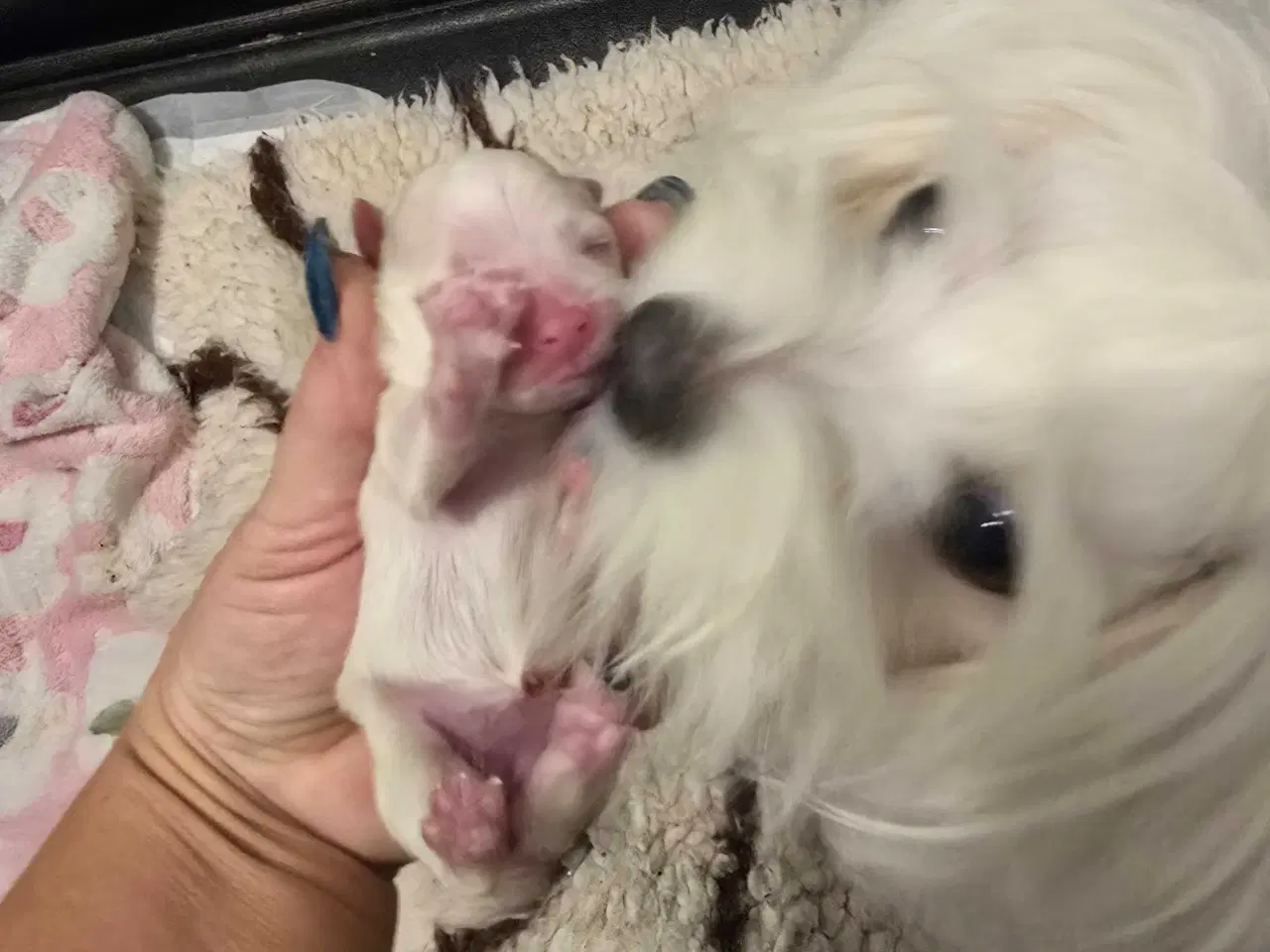 Billede 2 - Malteser hvalp