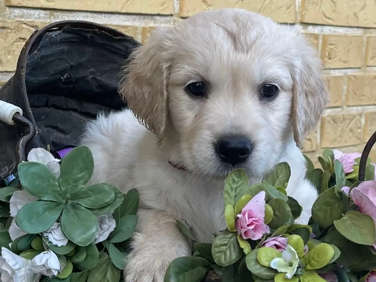 Billede 3 - Golden Retriever /labrador hvalpe