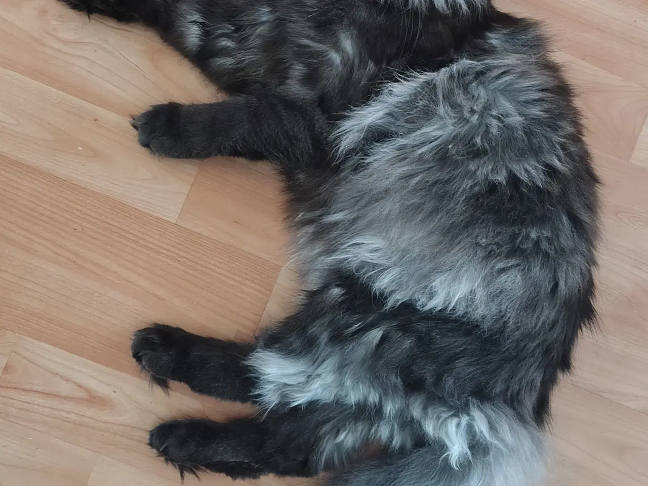 Billede 3 - Dexter tilbyder Parring