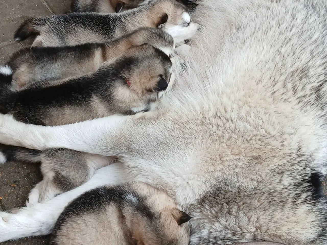 Billede 2 - Alaskan malamute hvalpe sælges