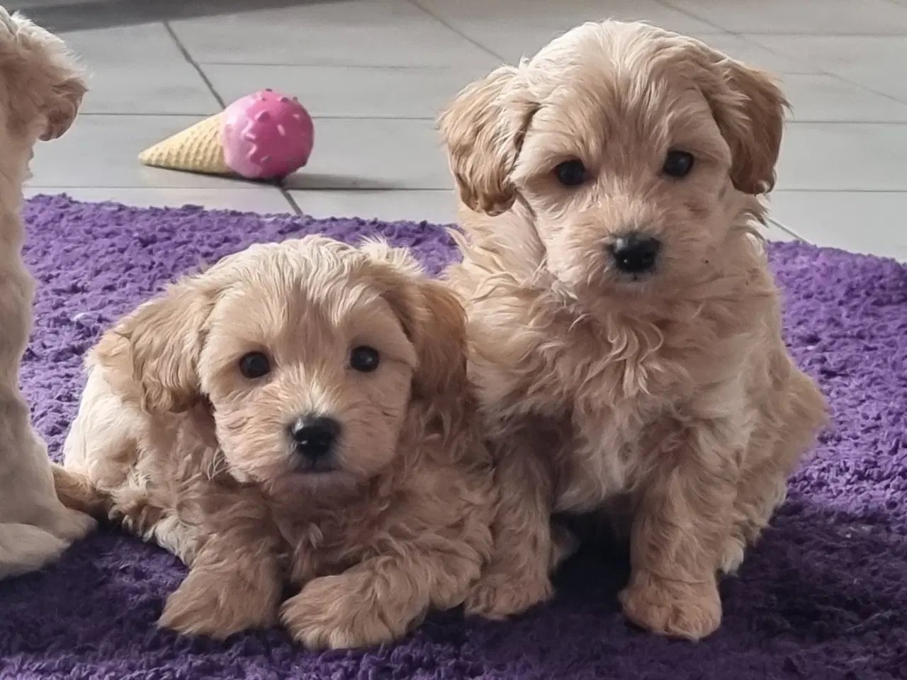 Billede 2 - Mini Maltipoo 