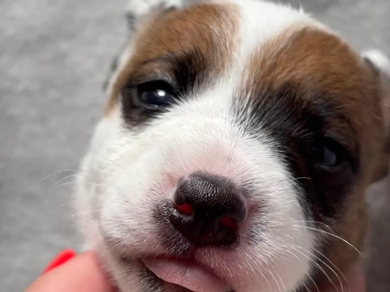 Billede 11 - Jack Russell med sjæl og stil