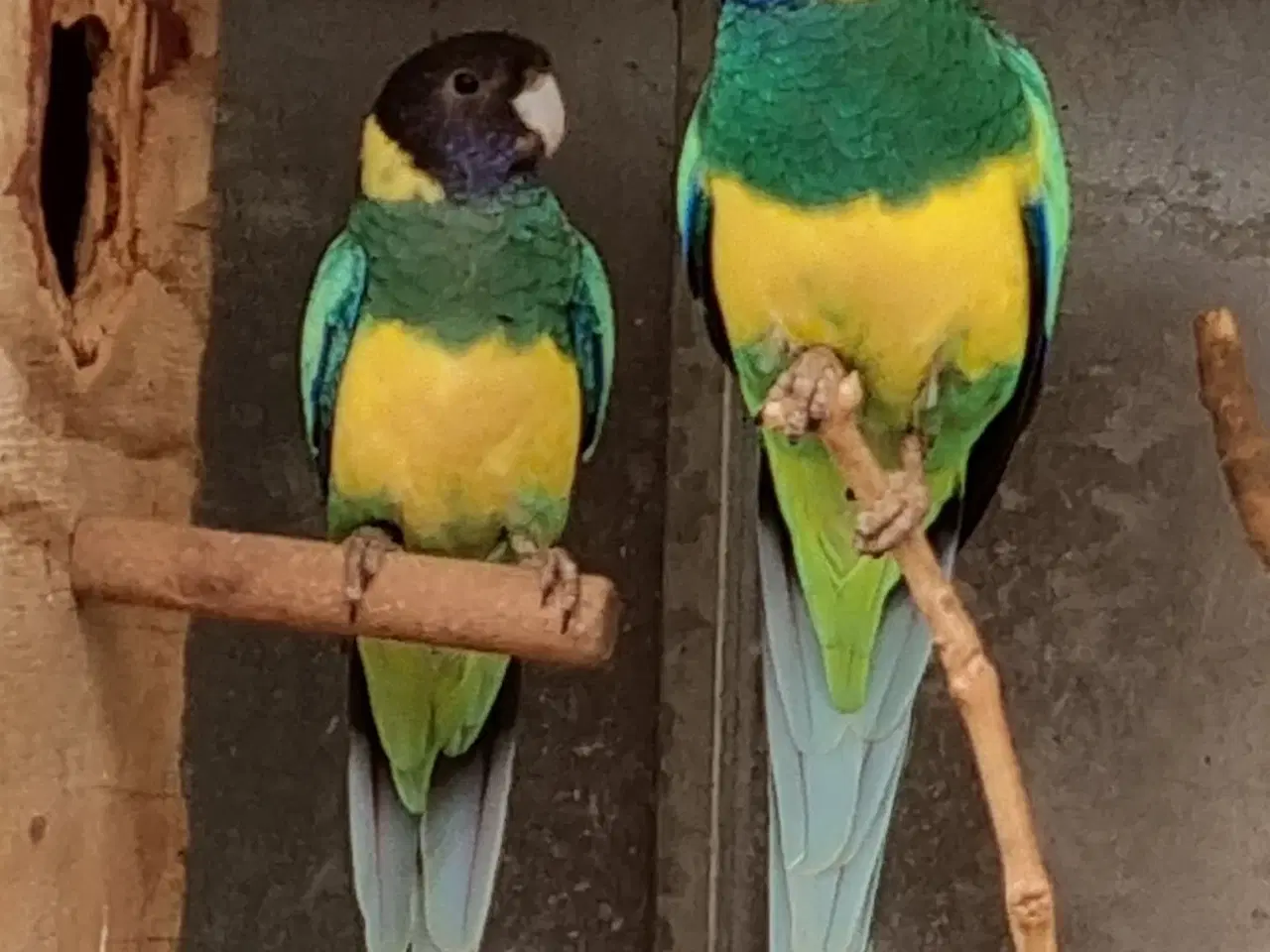 Billede 1 - Parakitter
