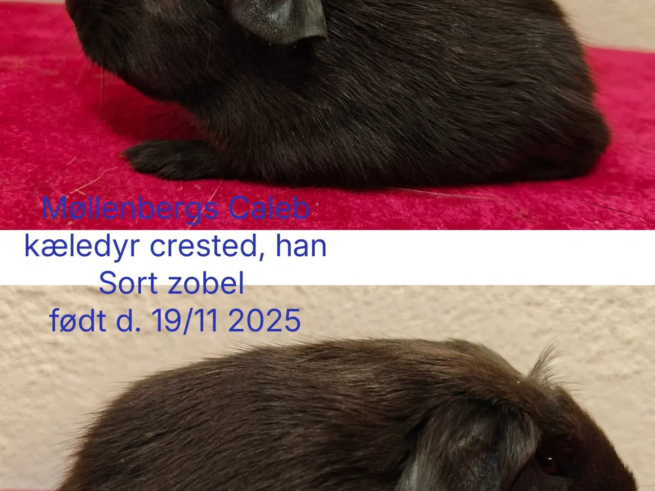 Billede 2 - Møllenbergs Opdræt