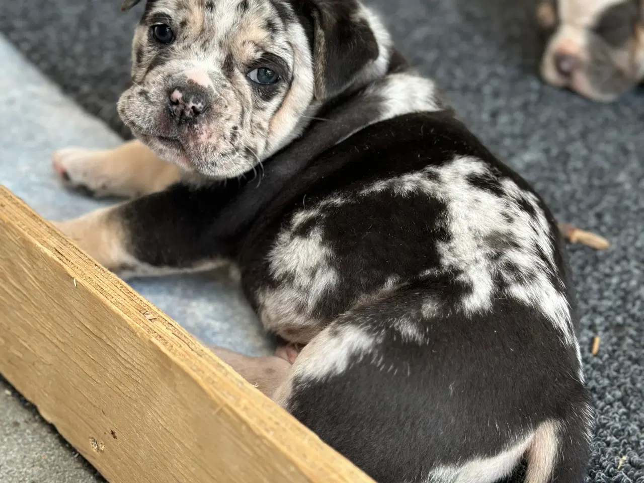 Billede 2 - Old English Bulldog 